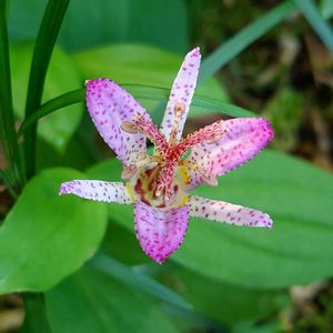 ホトトギス,ピンクの花,庭園,おでかけ先,紫系の花の画像