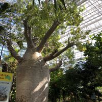 バオバブ,植中毒,広島市植物公園,TANIKU MY LOVE,いいねありがとうございます♪の画像