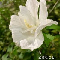 ムクゲ,花のある暮らしの画像