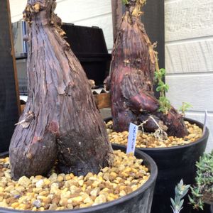 メストクレマ ツベローサム,多肉植物,塊根植物,珍奇植物の画像