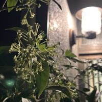 夜香木,アジアンガーデニング,黄色い花,熱帯植物,ナイトジャスミンの画像