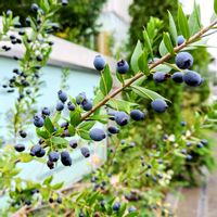 ギンバイカ,果実,花のある暮らし,緑のある暮らし,黒い実の画像