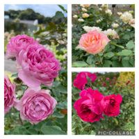 ジニア,フジバカマ,ホトトギス,薔薇,ローズヒップの画像