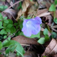 ノアサガオ,スマホ撮影,天草市,青紫色のお花,季節の花便りの画像