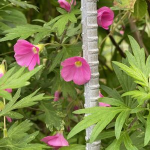 オギザリス,地植え,開花,ピンクの花,緑が好きの画像