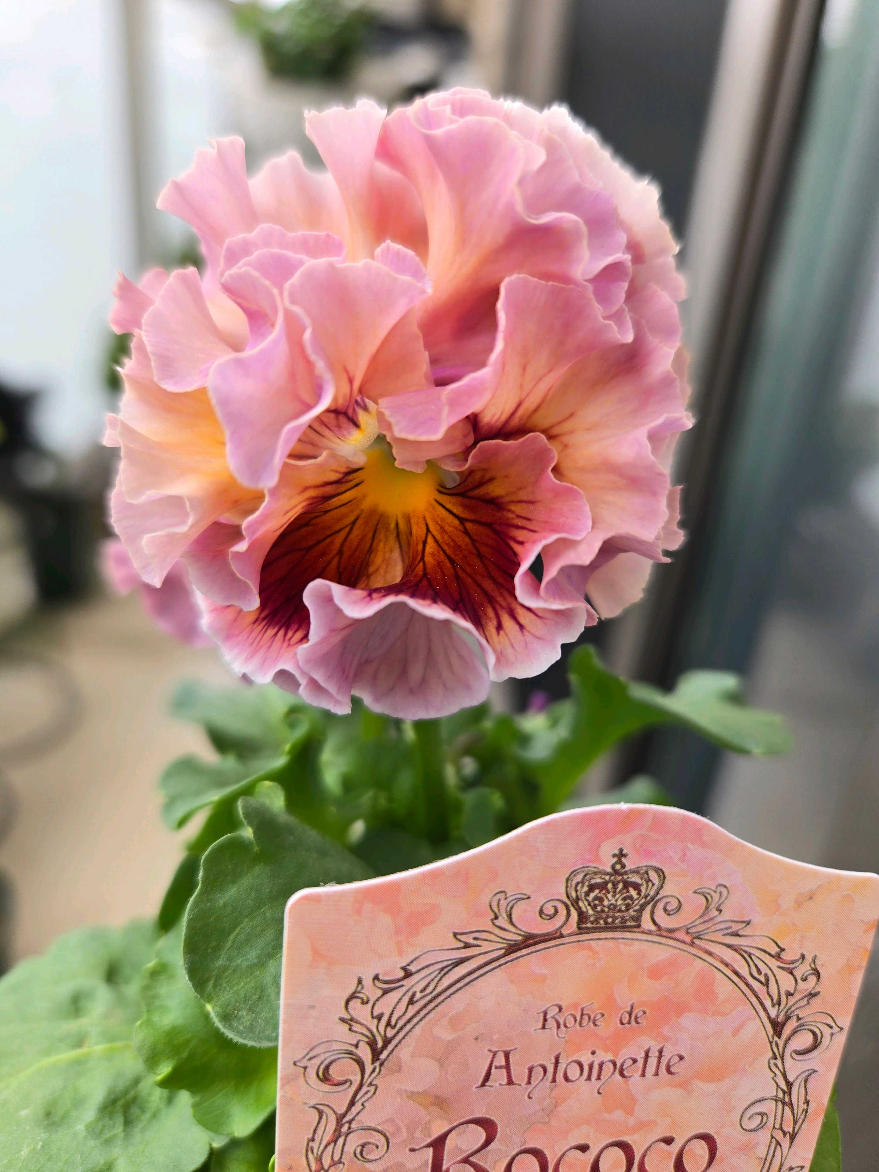 バルコニー/ベランダの投稿画像 by ぽてさん｜ベランダと花のある