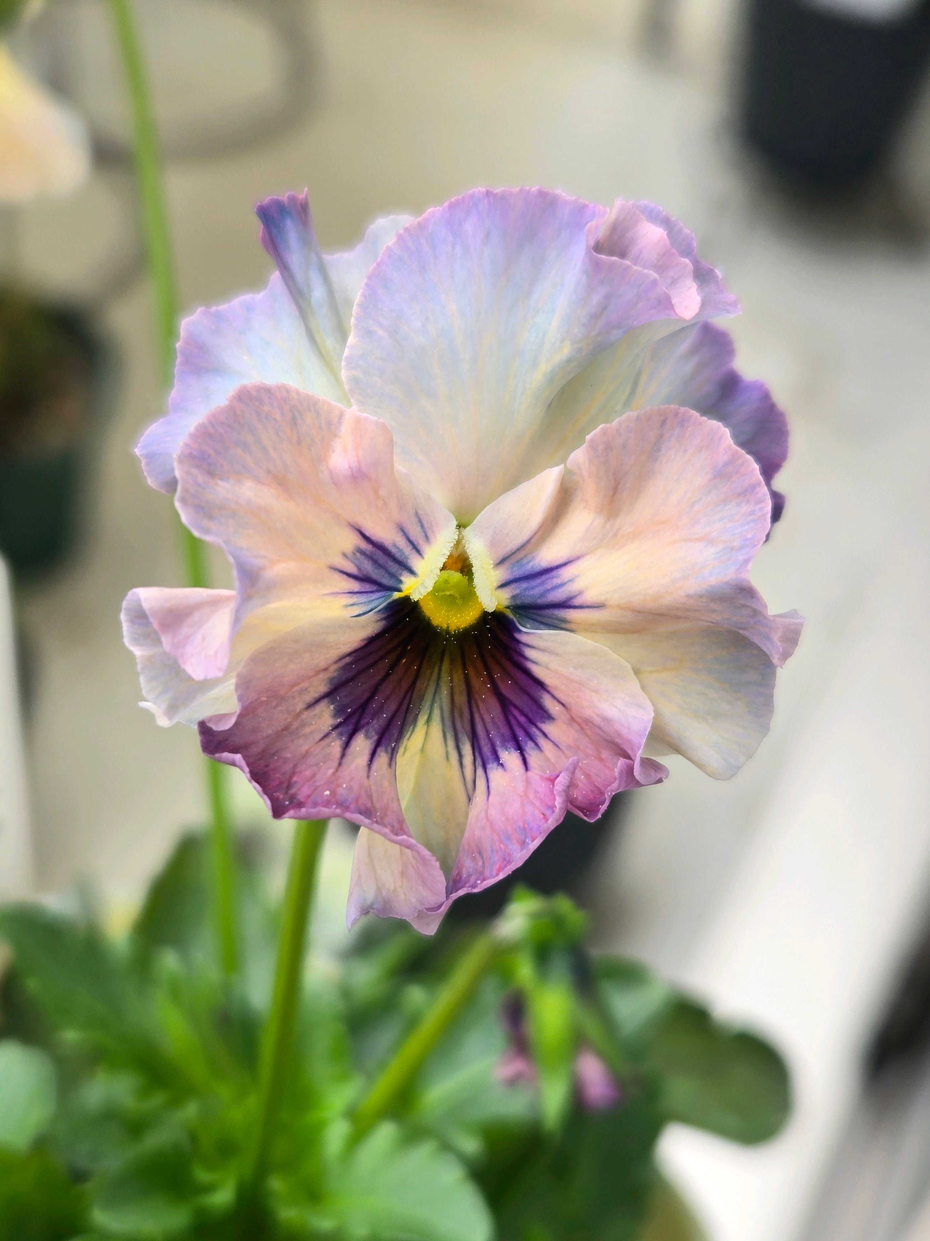 バルコニー/ベランダの投稿画像 by ぽてさん｜ベランダと花のある