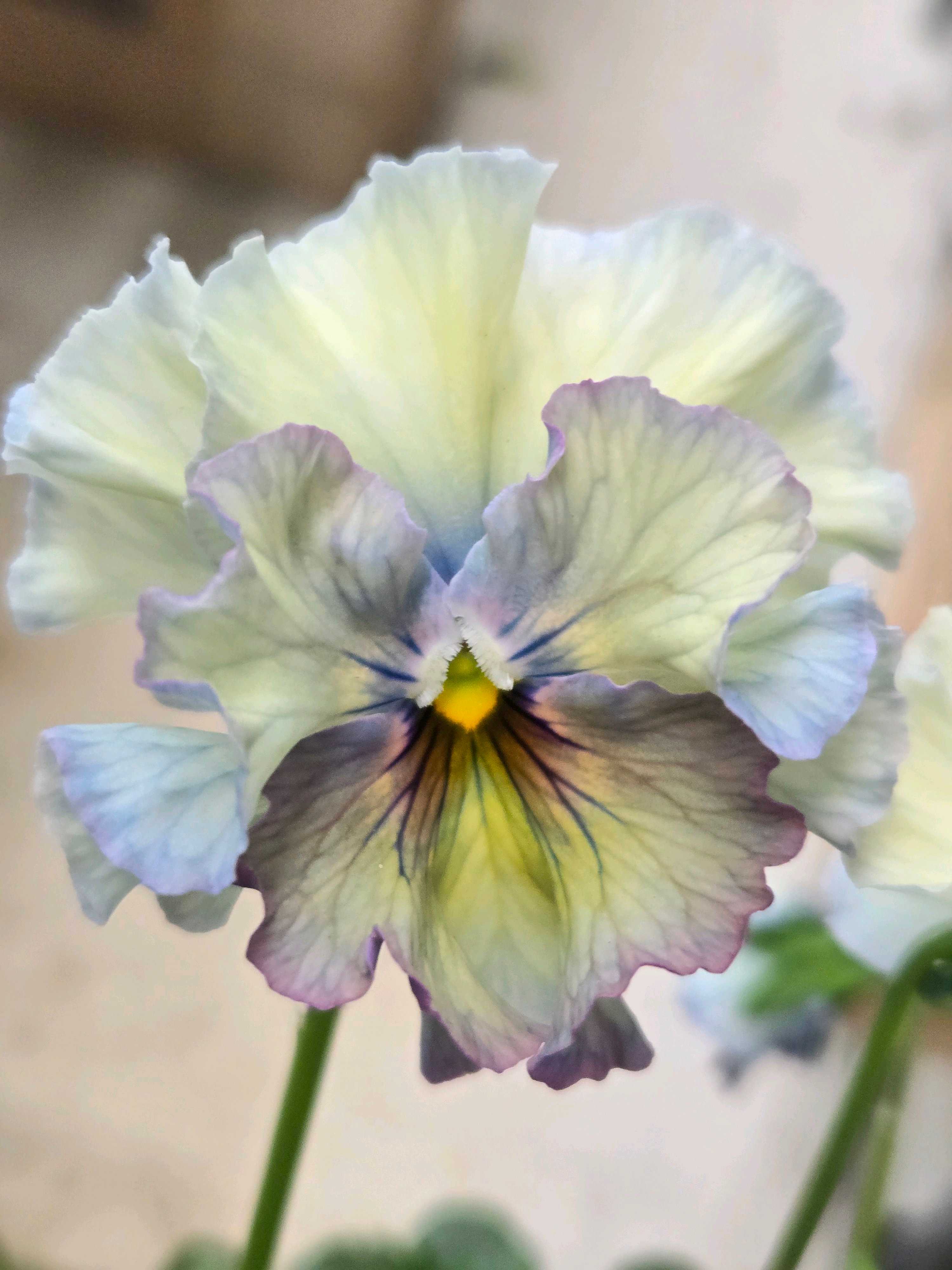 バルコニー/ベランダの投稿画像 by ぽてさん｜ベランダと花のある