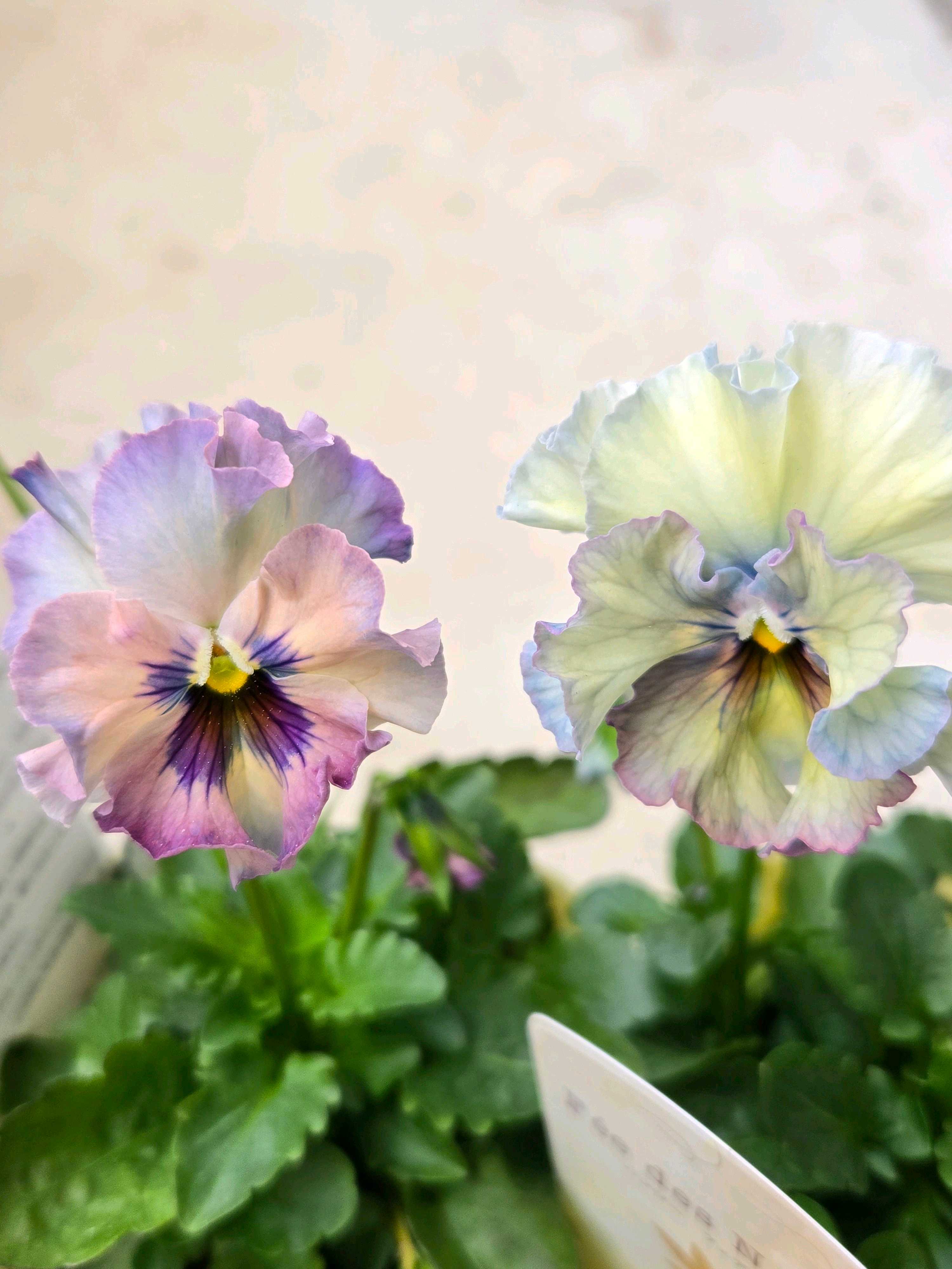 Mieさま KA28♥フェデネージュ クリームピンク♥花苗ポットごと