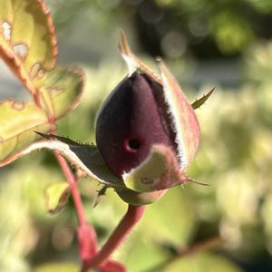 多肉植物 寄せ植え,ヘデラ 雪ほたる,オデュッセイア, ツルマンネングサ,センペルビウムの画像