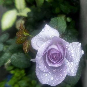 雨しずく一輪の薔薇飾るよし,ばら バラ 薔薇,季節の花華シリーズ　和堂,薔薇:ブルー・バユー,ベランダの画像