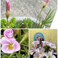 ローゼル,センペルビウム コンプトデコンガ,花瓶．,ラーパープル,オキザリスオータムの画像