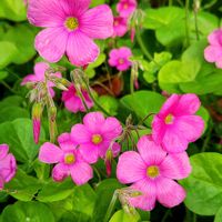 オキザリス,ラッキョウ,今日のお花,ベランダ,お出かけ先の画像