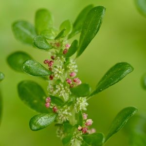 コゴメミズ,雑草,山野草,帰化植物,多肉質の葉っぱの画像