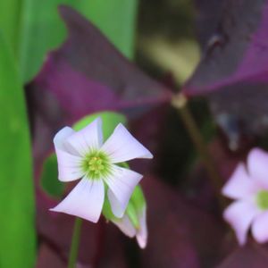 オキザリス,オキザリス・トライアングラリス,地植え,球根植物,裏庭の画像