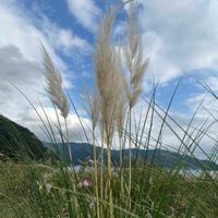 パンパスグラス,記録用,おでかけ先,河口湖大石公園,君も花が好きなのかの画像