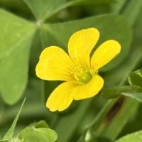 カタバミ,カタバミ,ムラサキカタバミ,北海道,野の花の画像