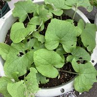 ゴボウ,じょうでき牛蒡,プランター,野菜遺産,野菜遺産プロジェクトの画像