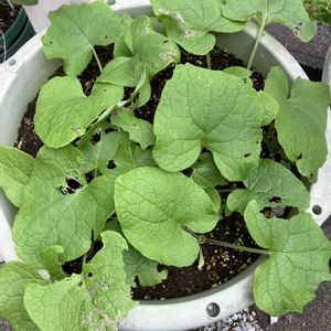 ゴボウ,じょうでき牛蒡,プランター,野菜遺産,野菜遺産プロジェクトの画像