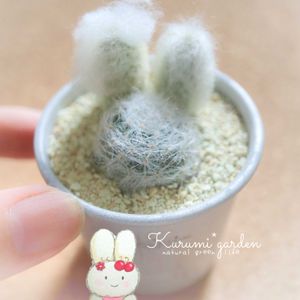 サボテン寄せ植え,サボテン寄せ植え,エスポストア,うさみみ サボテン,うさみみ サボテンの画像