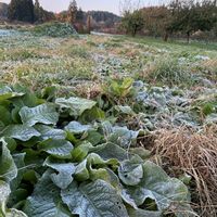 アンズ,モミジ,モミジ,霜の朝,カラマツの画像