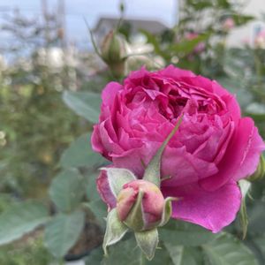 シェエラザード,薔薇に魅せられて,スマホ撮影,バラを楽しむ,秋の庭の画像