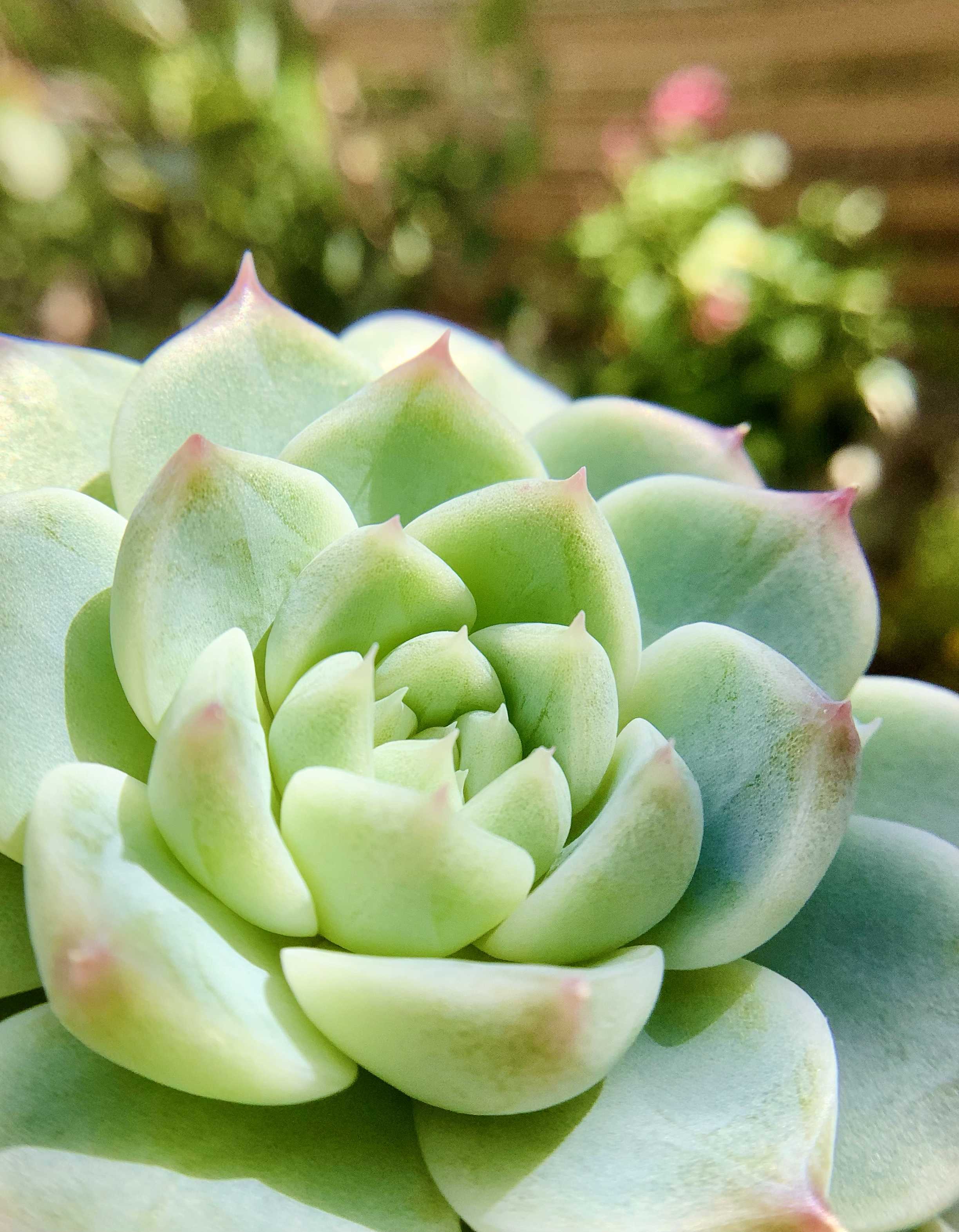 ミセスリチャード錦の一覧｜🍀GreenSnap（グリーンスナップ）