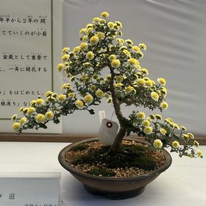 小菊盆栽,盆栽,菊盆栽,菊 キク きくの画像