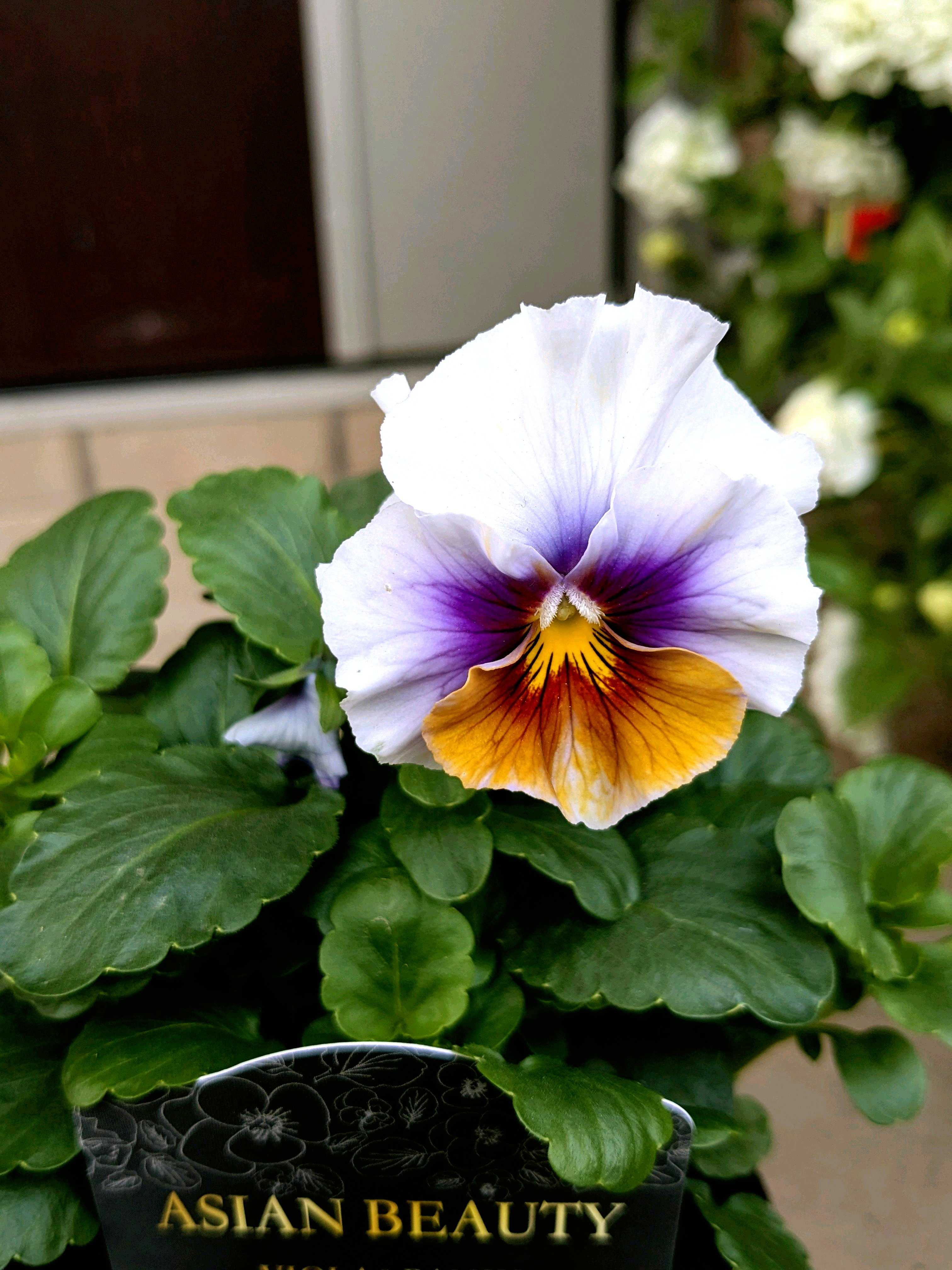 パンジーの投稿画像 by ウーゲデールさん｜ビオラと美しいと渋いと