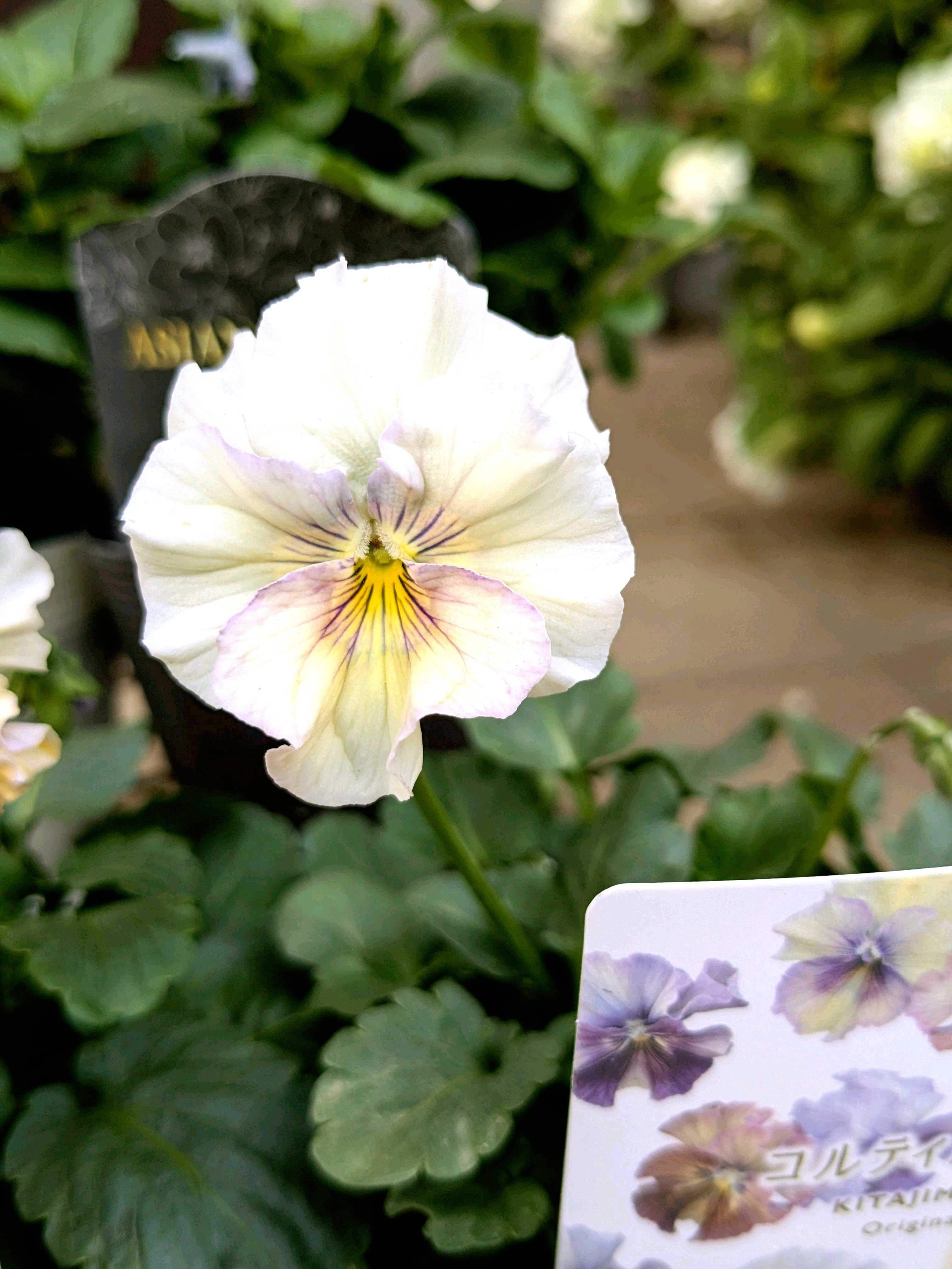 パンジーの投稿画像 by ウーゲデールさん｜ビオラと美しいと渋いと