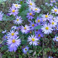 友禅菊,ユウゼンギク（友禅菊）,花のある暮らし,いつもの遊歩道,お出かけ先の画像
