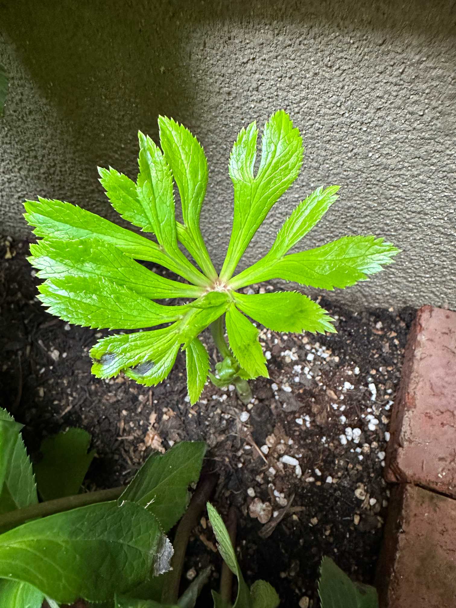 秋のお手入れ始めました（2024年11月の記録）🍂｜🍀GreenSnap