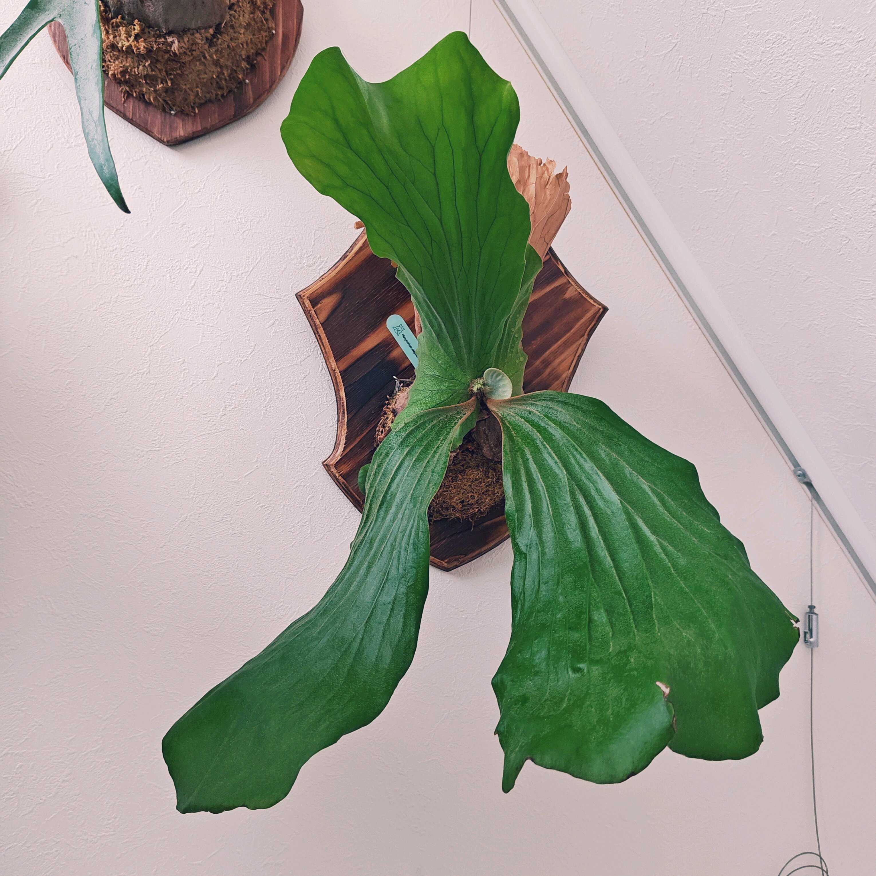 専用　エレファントティス　子株もたくさん エレファントティス 子株 | ビカクシダ｜ホタテの観葉植物日記