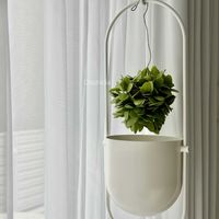 モンキーツリー,ディスキディア,コウモリラン・ビカクシダ,天竜,セネキオ・クライニアの画像