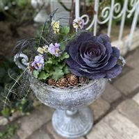 パンジー,ブロンズフェンネル,ブロンズフェンネル,コクリュウ（黒竜）,黒龍の画像