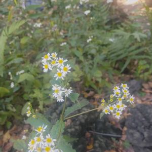 薬用植物,元気になれる花,優しい花に癒やされて,花咲く乙女たち♡,植物色の毎日♡の画像