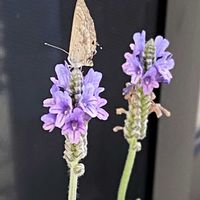 シロタエギク,レースラベンダー,宿根バーベナ,宿根バーベナオーレア,熊本の画像