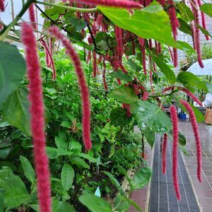 ベニヒモノキ,温室,東山植物園の画像