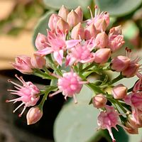 ミセバヤ,ミセバヤ,キウイフルーツ,多肉植物,頂き物の画像