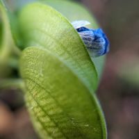 ツユクサ,露草,山野草,青い花,タネの画像