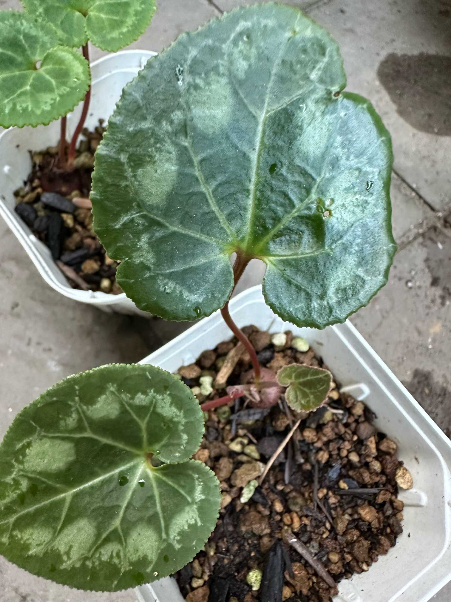 シクラメンのこぼれだねを育てる｜🍀GreenSnap（グリーンスナップ）