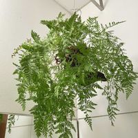 トキワシノブ,ダバリア　ラビットフッド,観葉植物,シダ植物,ネコ好きの画像