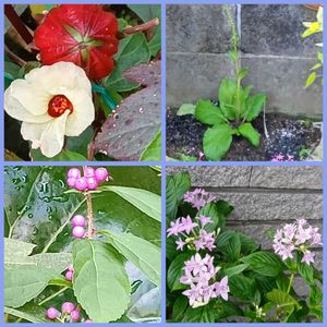 バーバスカム,ムラサキシキブ,鉢植え,地植え,花のある暮らしの画像