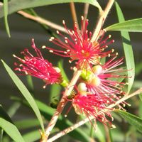 アロニア,ベゴニア,ブラシの木,季節の花,花のある暮らしの画像