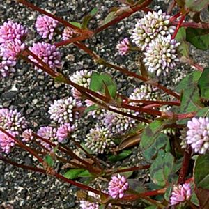 地植え,可愛い,半日陰の画像