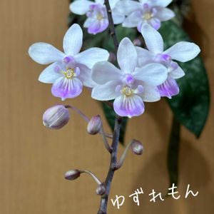 胡蝶蘭,Phal. lindenii,Phal. lindenii,可愛い,花のある暮らしの画像