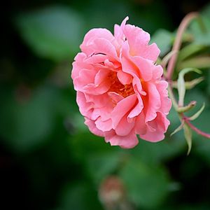 バラ,ピンクの花,桃色百花繚乱,太陽がくれた季節a,花の子ルンルンーの画像