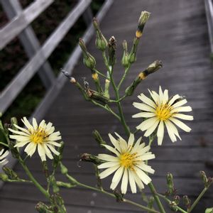 アキノノゲシ,道端の草花,小さな花,雑草,黄色の花の画像