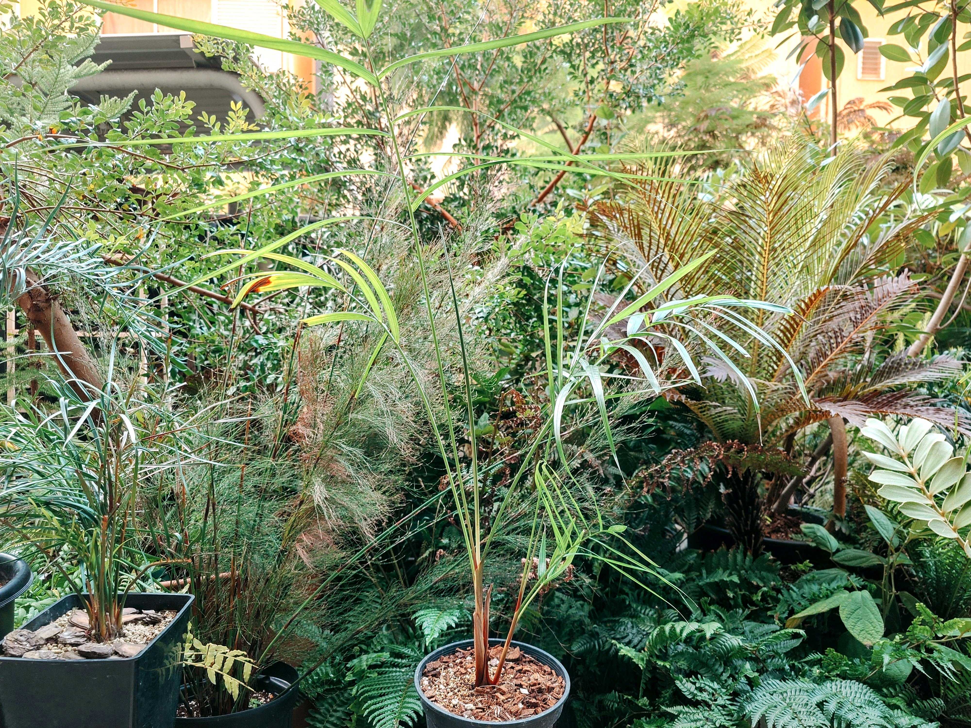 ブラヘア　カルカレア ブラヘア カルカレア 苗 販売 苗木部 By 花ひろばオンライン