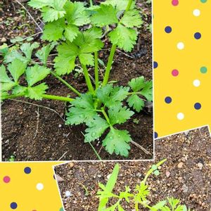 秋晴れ,小さな畑,美味しい野菜,乙女色クラブ,花咲く乙女たち♡の画像